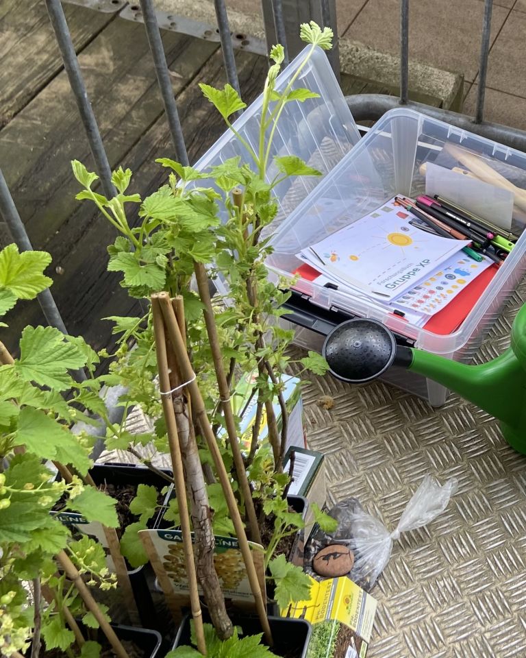 Erstes Projekt: Beerensträucher pflanzen!